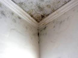 Professional Mold Removal Services in Tonkawa, OK